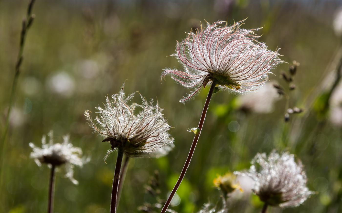 La flora