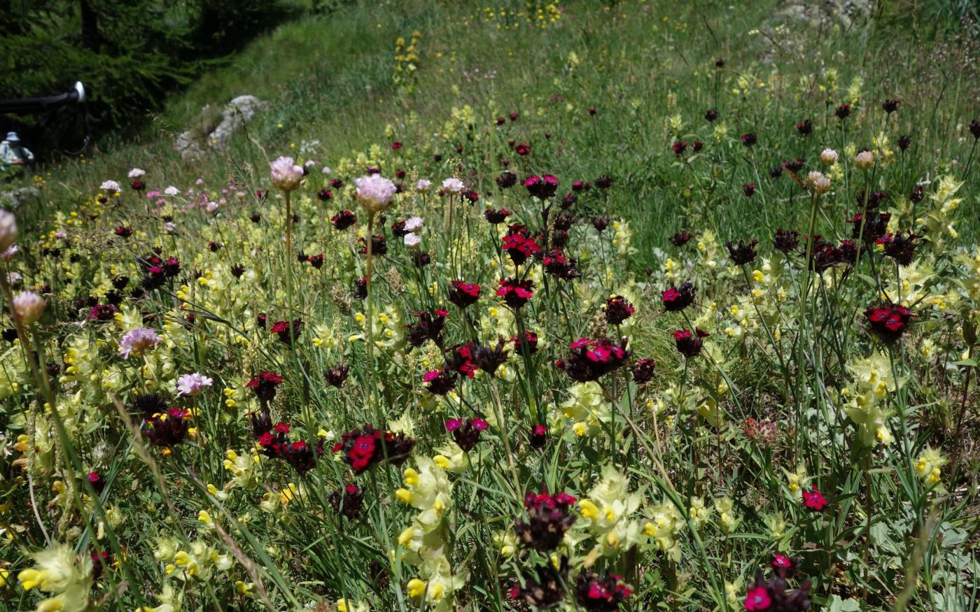 La flora