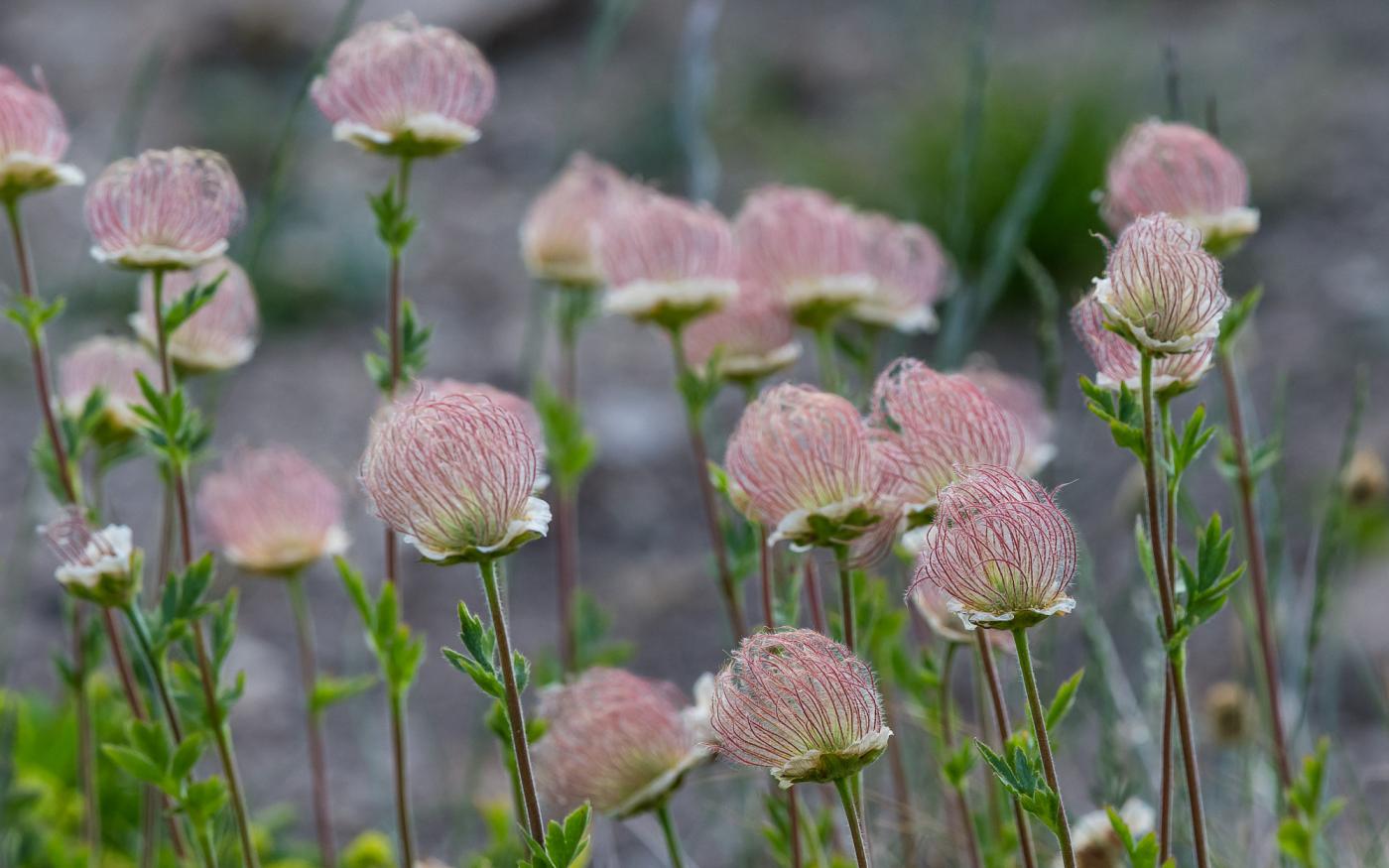 La flora