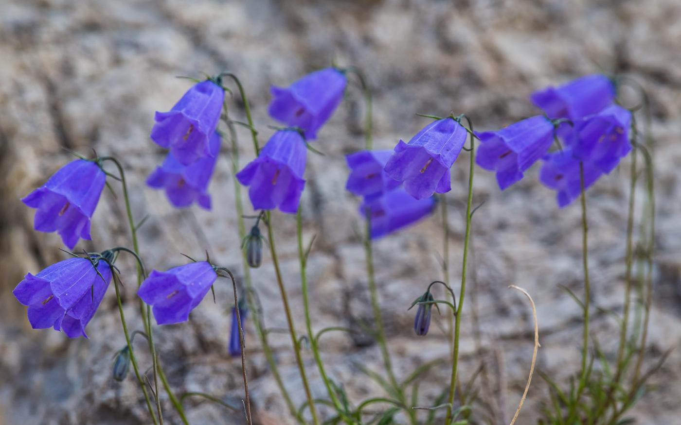 La flora