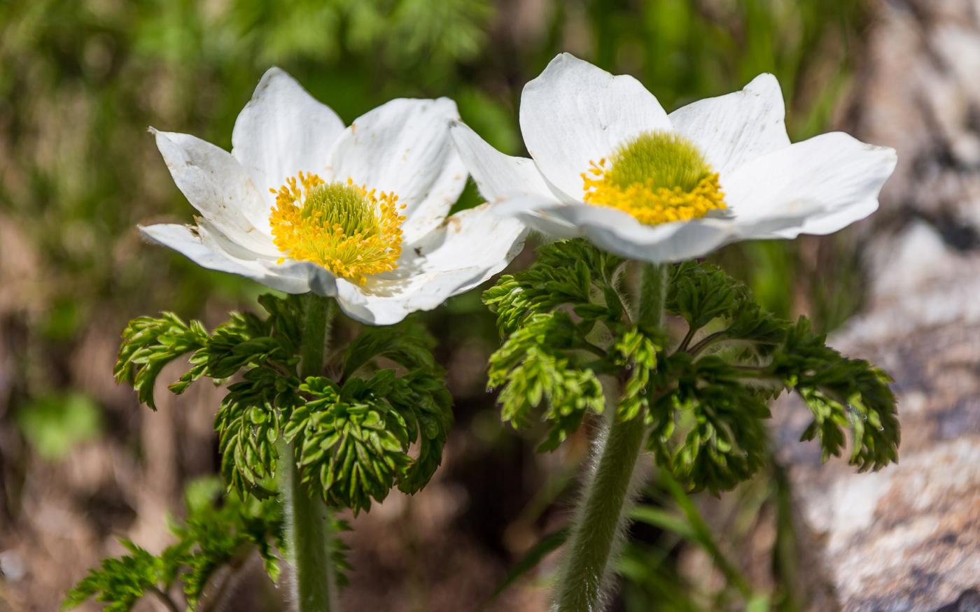 La flora