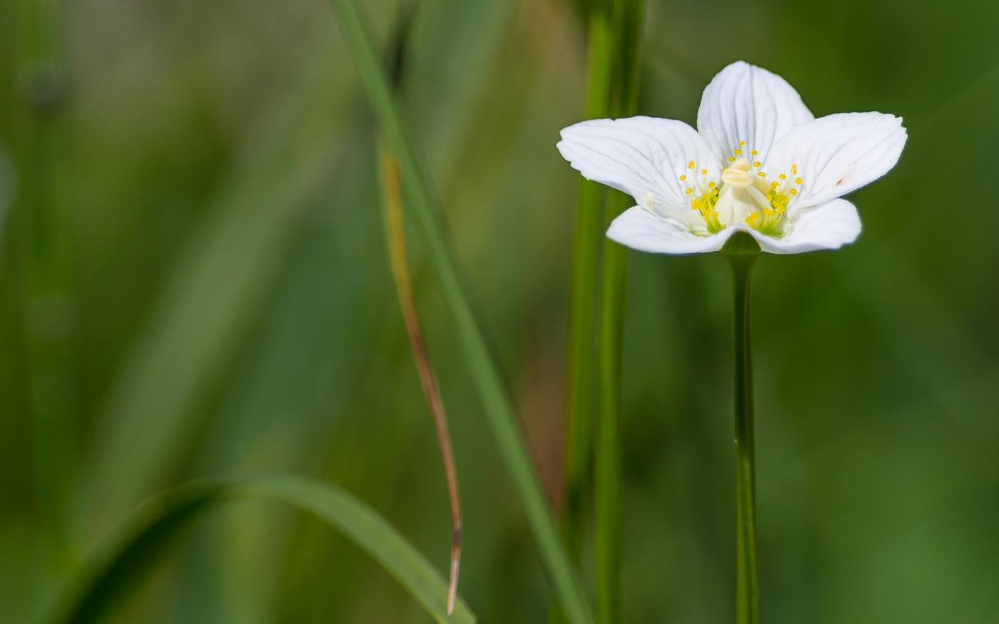 La flora