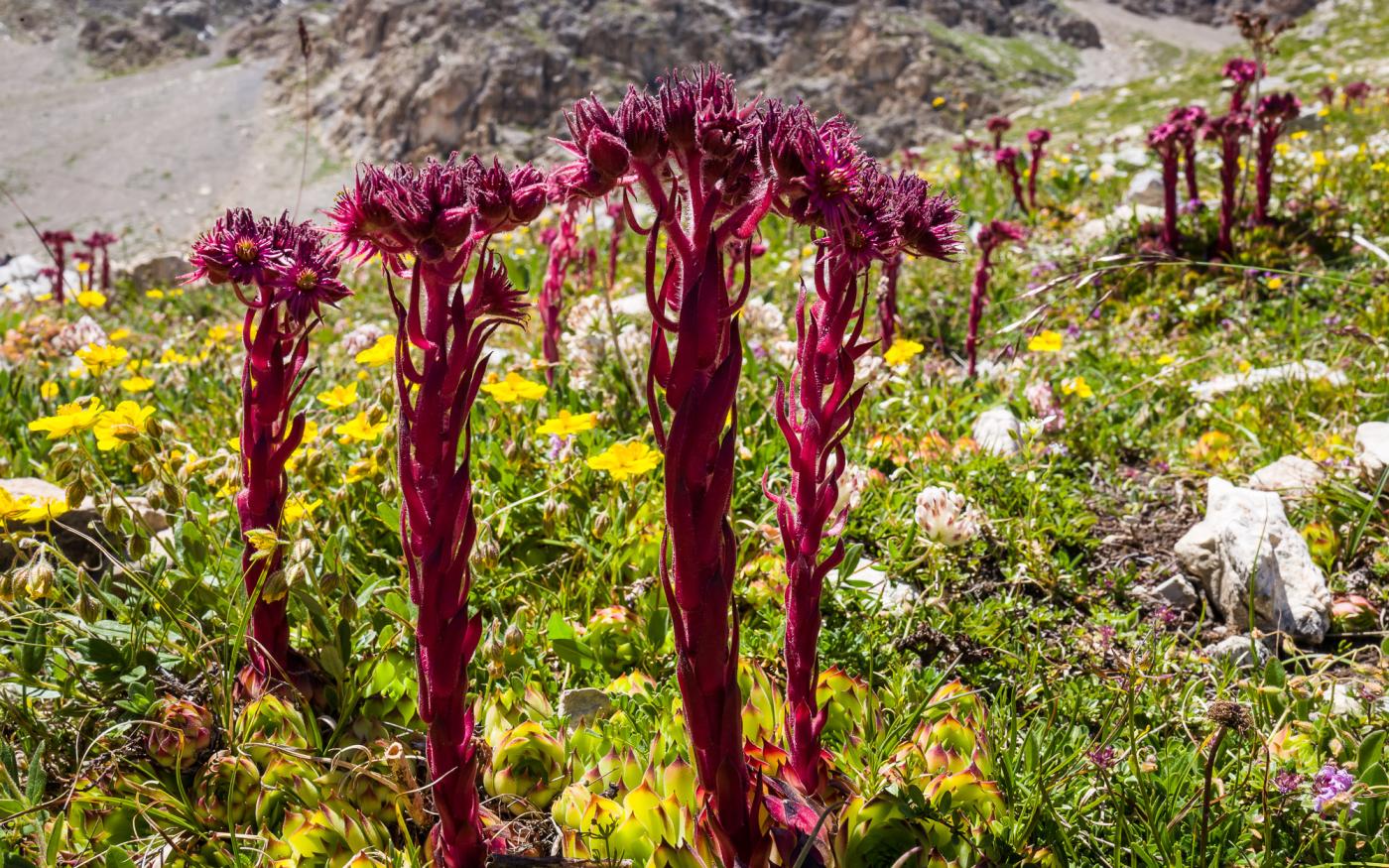 La flora