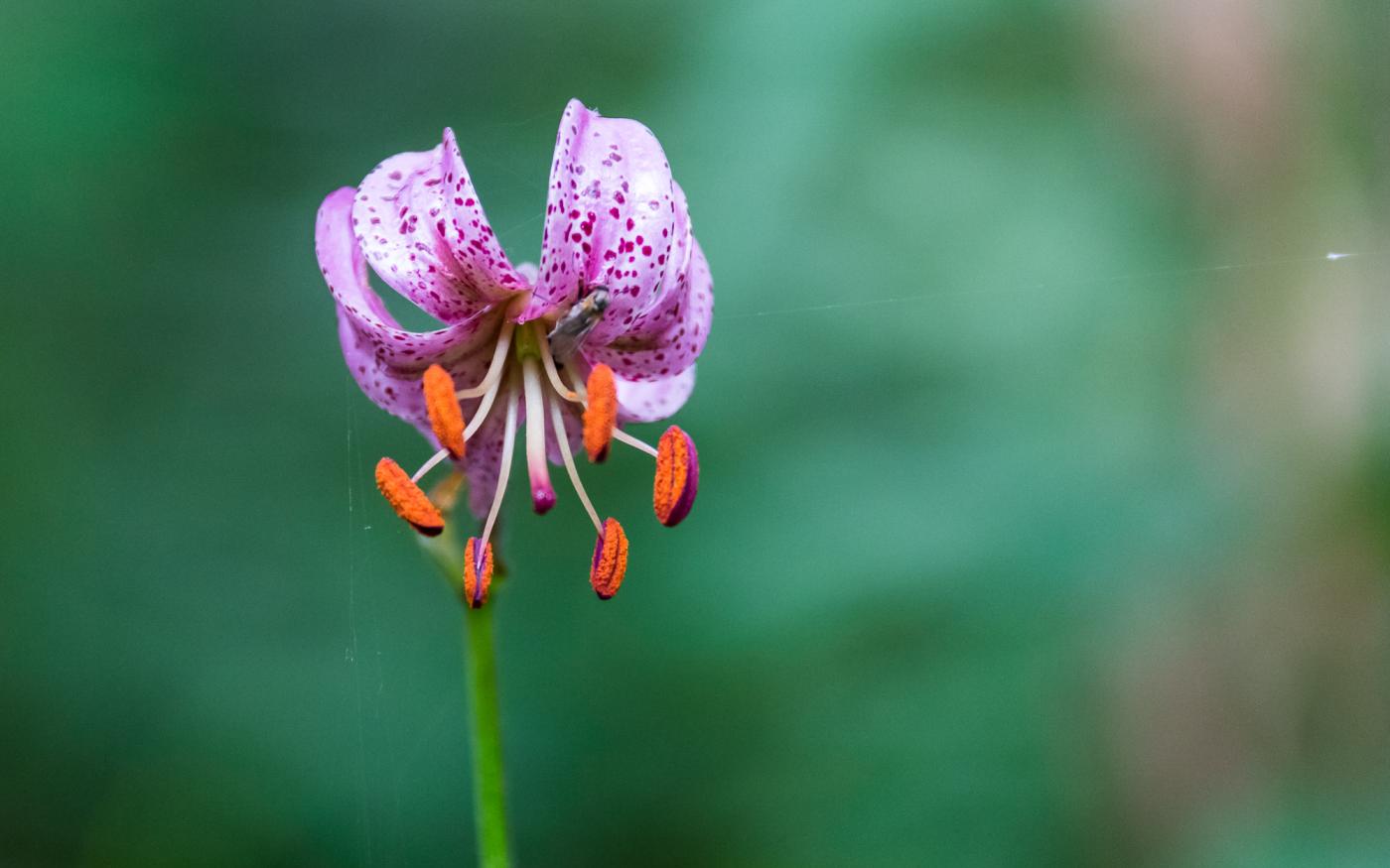 La flora